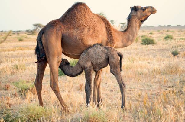 camel - bactrian camel imagens e fotografias de stock