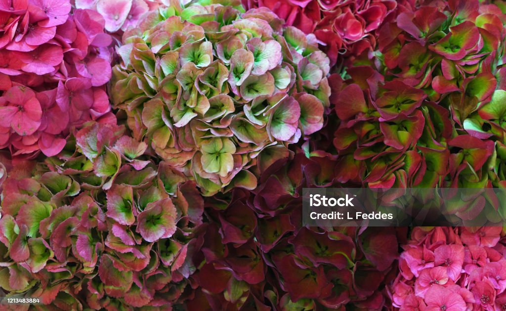 Pared De Flores De Hortensia Seca Multicolor Fondo De Otoño Real Foto de  stock y más banco de imágenes de Jardín inglés - iStock