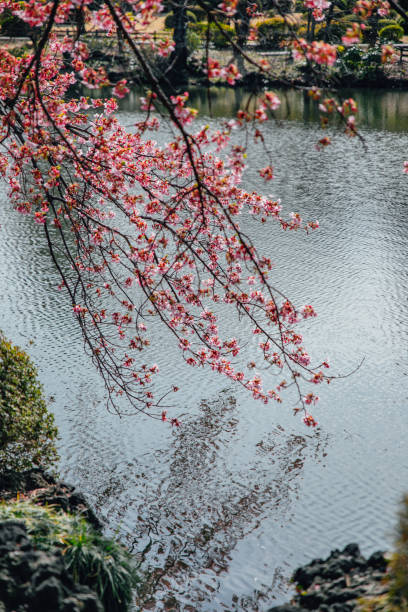istock Cherry blossom tree's branch and its reflection on the river 1213484019