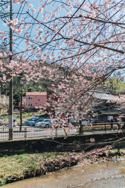 istock Cherry blossom trees at the riverside 1213484050
