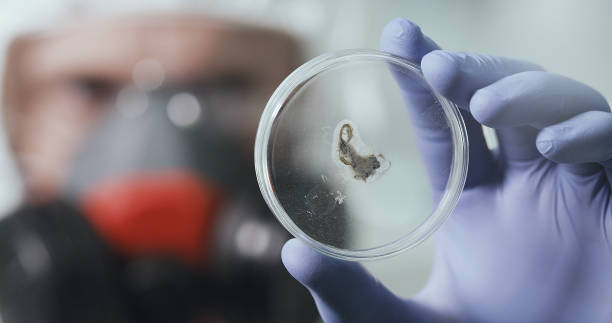 istock Sceintist looking at Lab Samples in Petri dish close up. Science Laboratory. 1213484958