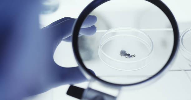 istock Sceintist looking at Lab Samples. Human hands close up. Science Laboratory. 1213484984