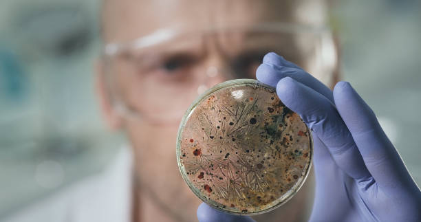 istock Sceintist looking at Lab Samples in Petri dish close up. Science Laboratory. 1213484998