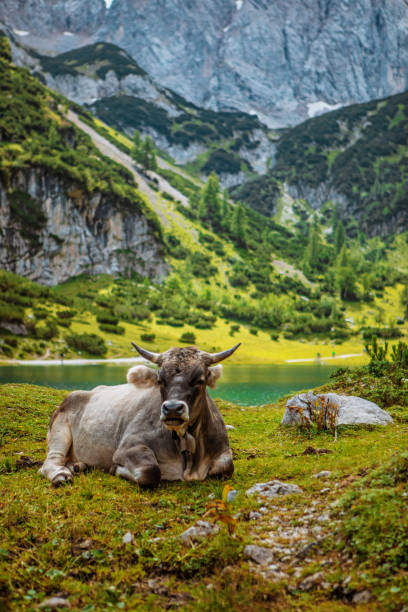 Beautiful Austrian countryside european landscape on a beautiful day