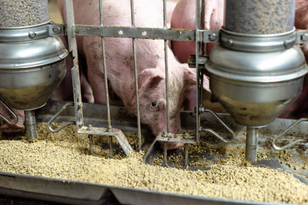 istock Pigs eating on the farm, feeder for pigs 1213486717