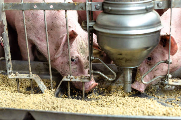 istock Pigs eating on the farm, feeder for pigs 1213486830