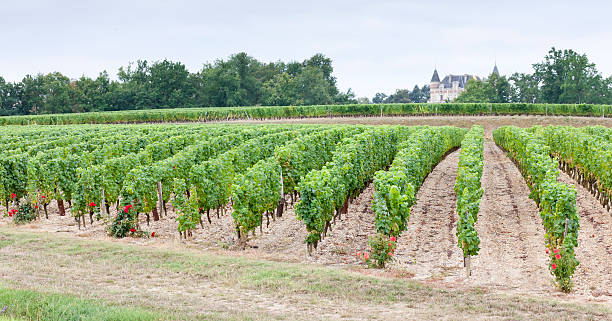 istock vineyard in Sauternes Region 121348714