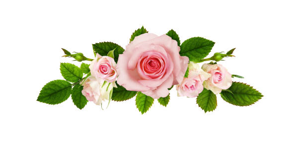 istock Closeup of pink rose flower 1213487880