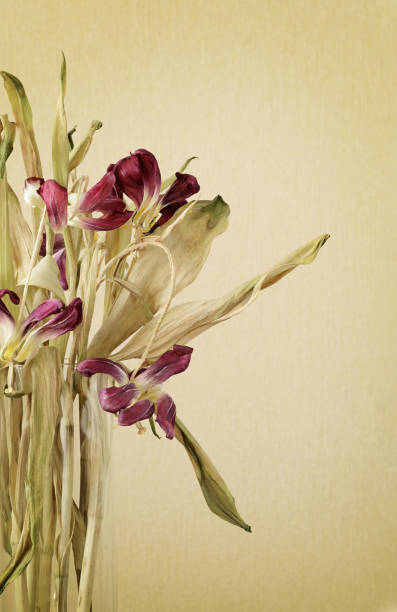 istock Dried pink tulips in a glass vase 1213487890