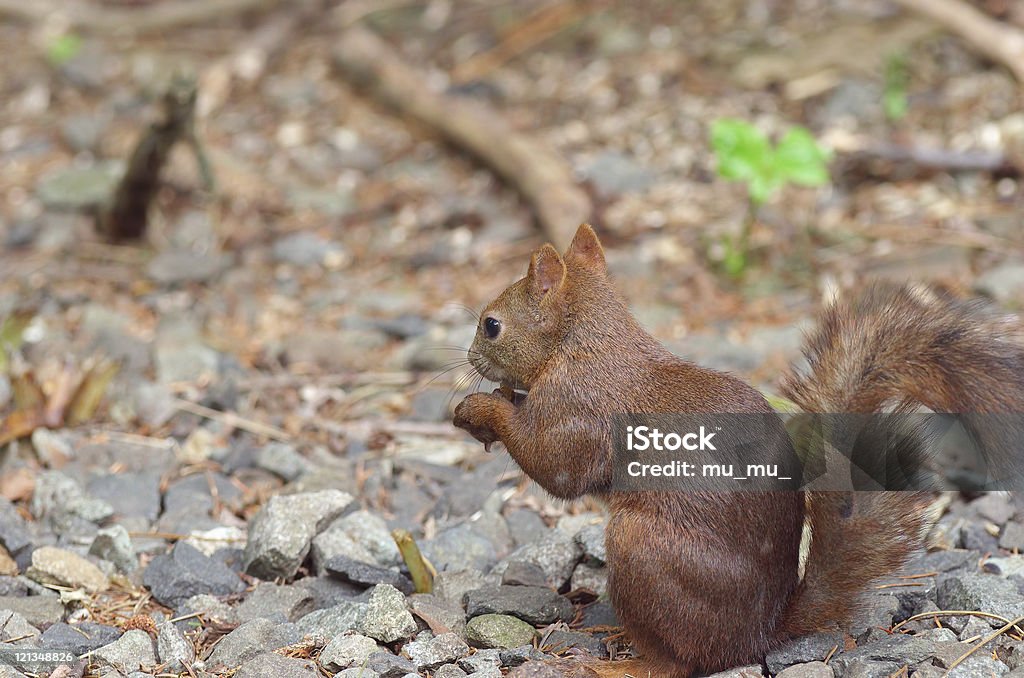 Sciurus vulgaris orientis - Foto de stock de Ardilla libre de derechos