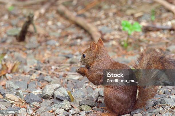 Esquilocomumdojapão - Fotografias de stock e mais imagens de Esquilo - Esquilo, Vista Traseira, Animal selvagem