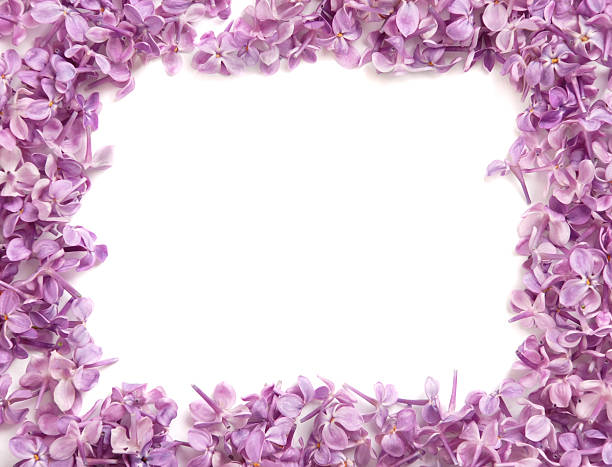 istock Frame from colors of a lilac 121348864