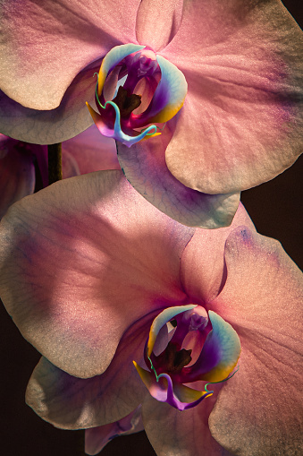 Closeup of two peach colored Phalaenopsis Orchids