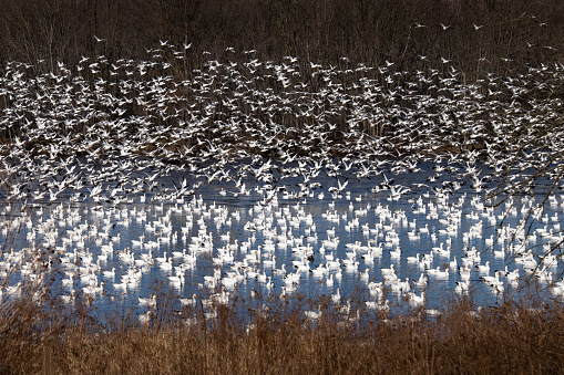 Thousands of migrating Snow Geese take to the air at once at Middle Creek Wildlife Management Area in eastern Pennsylvania