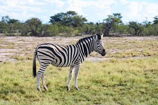 This is a color photograph of one wild zebra standing on a grassy plain in Etosha National Park in Namibia, Africa.