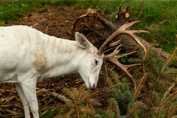 istock Rare white deer . Natural scene from conservation area in Wisconsin. 1213492885