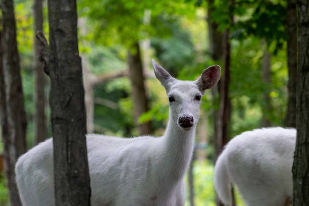 Natural scene from Wisconsin