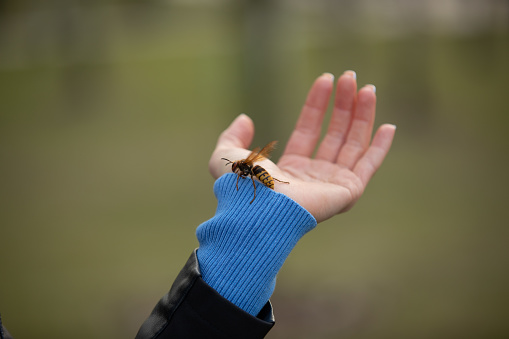 Close up a bee on human hand. Dangerous insect and poisonous animal in the nature. Beware bee insect bites on human skin.