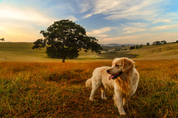 Dog - Golden Retriever