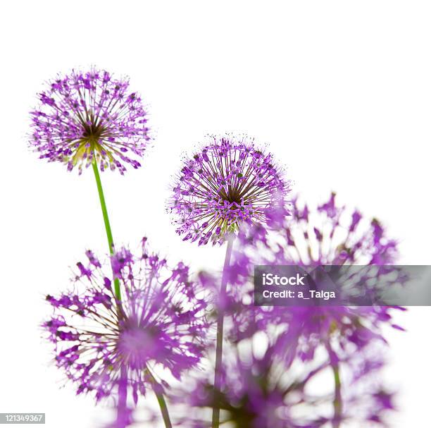 Beautiful Allium Abstract On White Stock Photo - Download Image Now - Allium Flower, Beauty In Nature, Bouquet