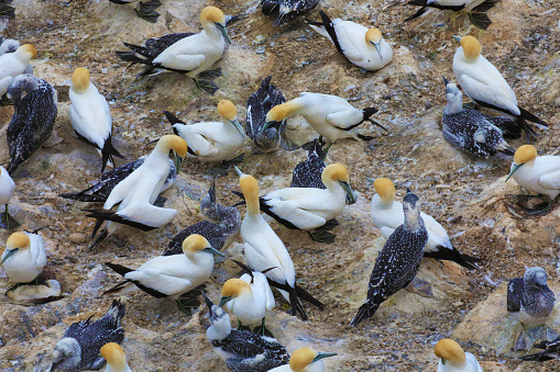 Colony of gannets with adults and young birds with a different plumage