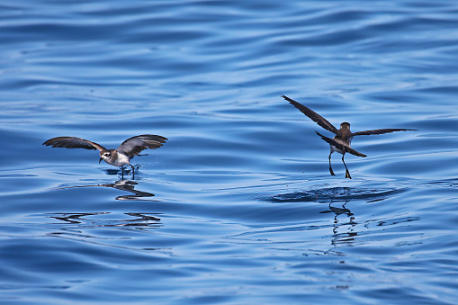Two White-faced storm-petrels, marine birds, seem to dance over blue calm waters.