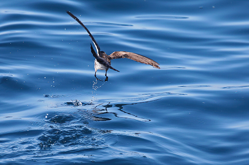 Small marine bird flying close to water surface