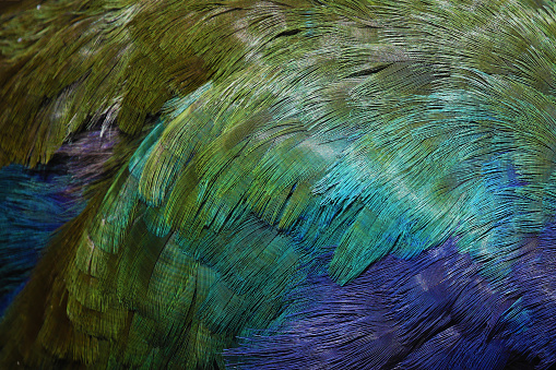 Green and blue feathers of a South Island Takahe, endemic bird of New Zealand