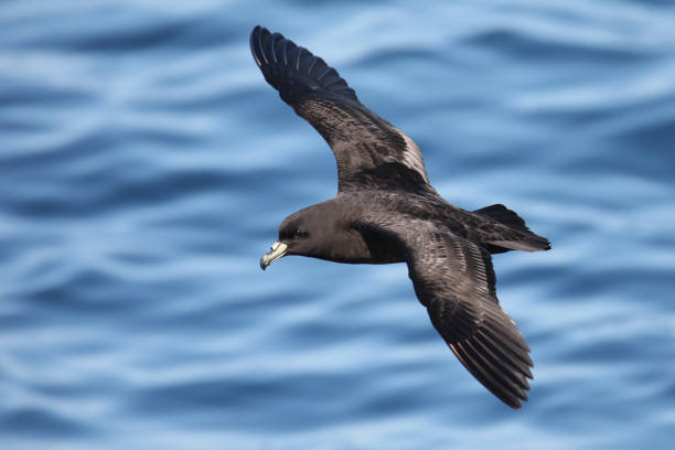 istock Black petrel, marine bird in flight 1213494306
