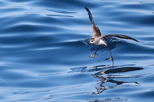 Small marine bird flying close to water surface