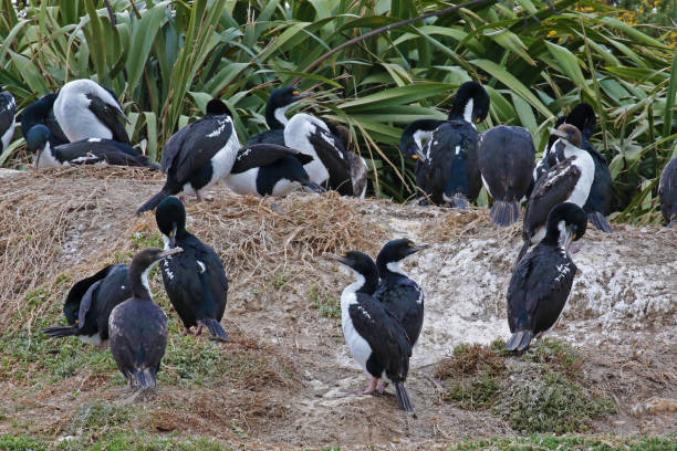 colonia de rey shags, nueva zelanda - cormorán moñudo fotografías e imágenes de stock