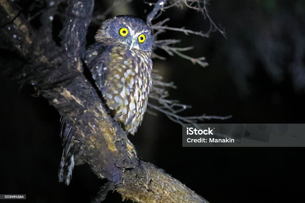 Morepork, owl of New Zealand Morepork, nocturnal owl of New Zealand endemic owl Animal Stock Photo