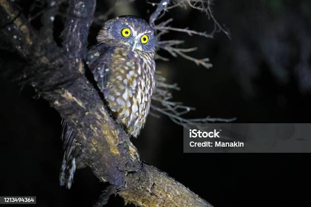 Morepork Owl Of New Zealand Stock Photo - Download Image Now - Animal, Animal Body Part, Animal Eye