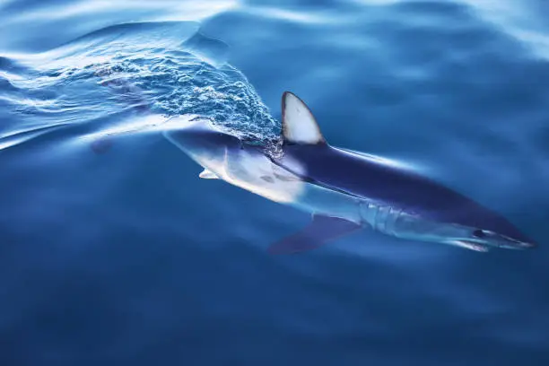 Young Mako shark swimming just below the surface