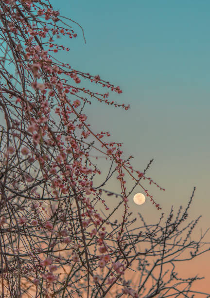 Pink plum trees in bloom on a bokeh background