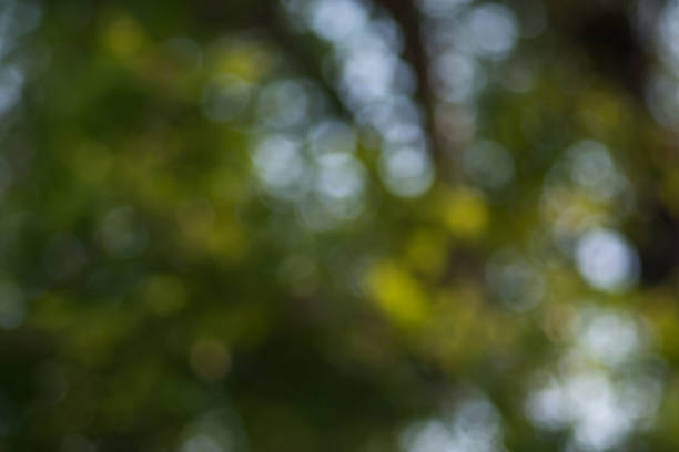 istock Natural bokeh in the garden, leaves, light, abstract, blur, background image 1213495285