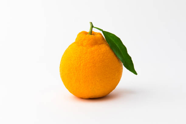 istock Orange Hallabong on a white background. One fruit seen from the front. (Korea, Jeju Island specialties) 1213496584