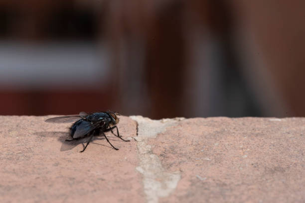 istock Common hHouse fly in habitable environments located in an open  open. 1213496883