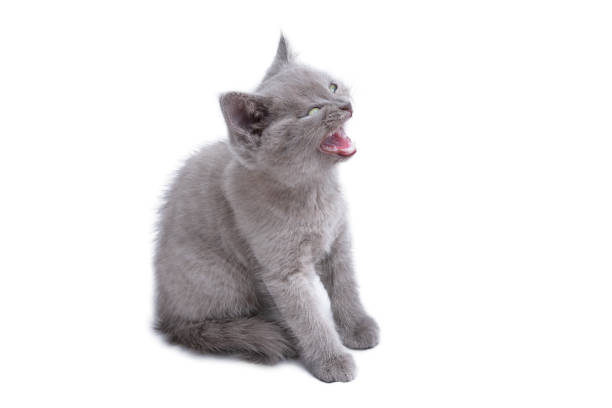 istock Gray Kitten Screams Isolated on White 1213496907