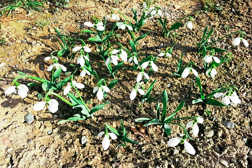 The first spring wildflowers. White snowdrops in the garden, in the meadow
