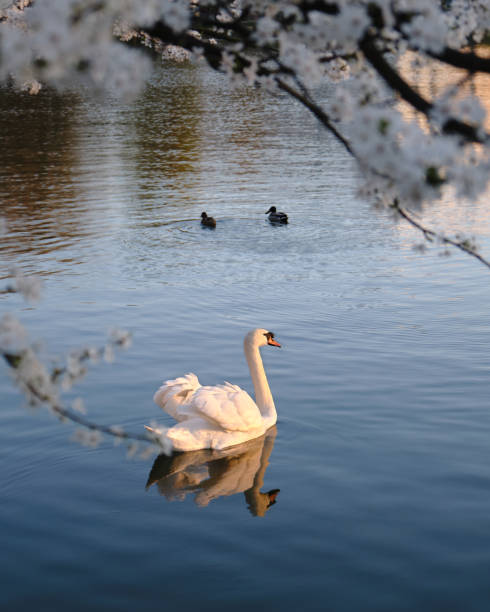 istock White Mute swan with light shining on its feathers, at sunset, swims in dark blue waters, under white Cherry plum flowers in Spring. 1213498321