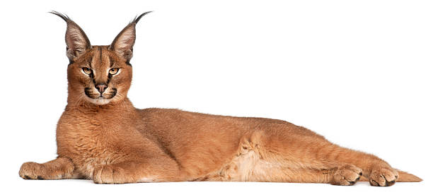 Profile of a Caracal, six months old, lying, white background.  caracal stock pictures, royalty-free photos & images