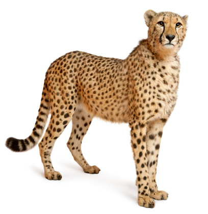 Cheetah, Acinonyx jubatus, 18 meses de antigüedad, de pie, fondo blanco. photo