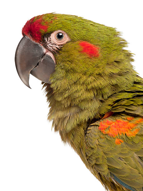 istock Close-up of Red-fronted Macaw, six months old, white background. 121349974