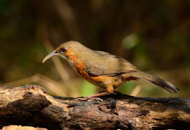 녹슨 뺨을 한 시미타르 바블러 (포마토르리누스 적혈구) - jungle babbler 뉴스 사진 이미지