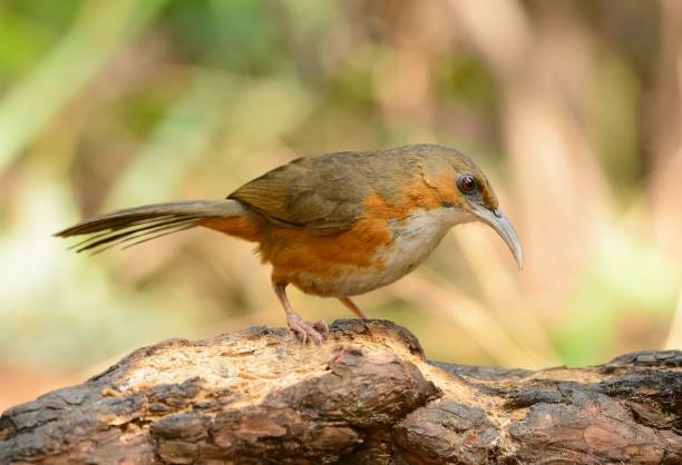 녹슨 뺨을 한 시미타르 바블러 (포마토르리누스 적혈구) - jungle babbler 뉴스 사진 이미지