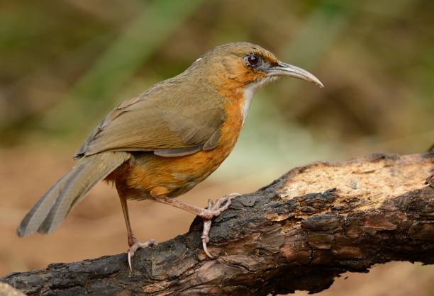 녹슨 뺨을 한 시미타르 바블러 (포마토르리누스 적혈구) - jungle babbler 뉴스 사진 이미지