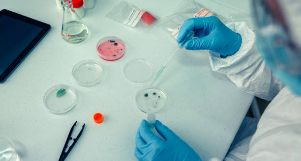 istock Scientist with a petri dish in the laboratory 1213501725