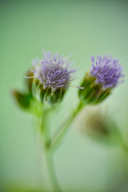 istock Spring forest white flowers primroses on a beautiful green background macro. Blurred gentle sky-green background. Floral nature background, free space for text. Romantic soft gentle artistic HD image. 1213502177