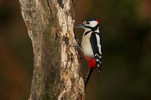 female Great spotted woodpecker (Dendrocopos major)